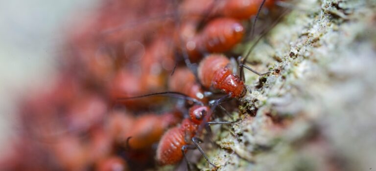 Ongediertebestrijding